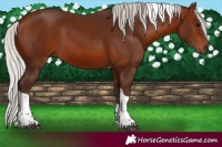 Horse Color:Silver Brown Tobiano 