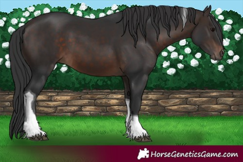 Horse Color:Brown Tobiano 