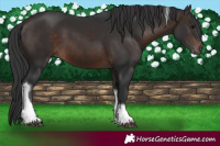 Horse Color:Brown Tobiano