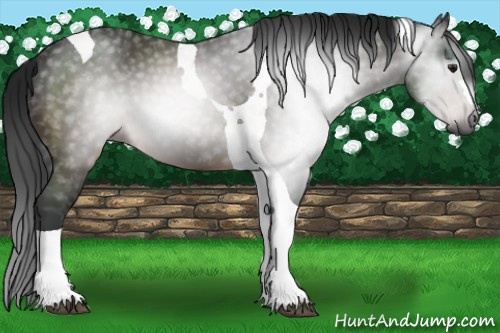 Horse Color:Gray Brown Tobiano 