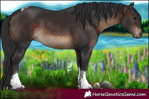 Horse Color:Brown Tobiano