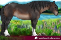 Horse Color:Brown Tobiano