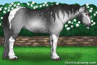 Horse Color:Gray Black Tobiano 