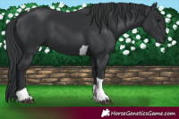 Horse Color:Black Tobiano 