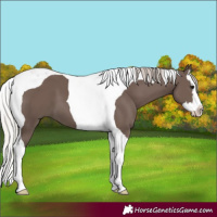 Horse Color:Silver Black Splash Tobiano 