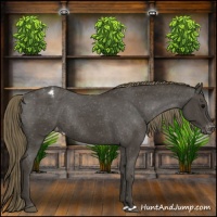 Horse Color:Smoky Black Appaloosa Rabicano 