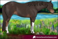 Horse Color:Liver Chestnut Sabino Tobiano 