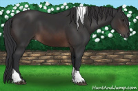 Horse Color:Brown Tobiano