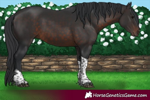 Horse Color:Brown Tobiano 