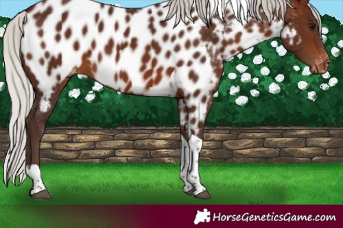 Horse Color:Silver Brown Tobiano Near Leopard 