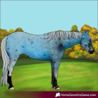 Horse Color:ERROR: UNKNOWN ANOMALY