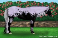 Horse Color:Void Watercolor Silver Classic Champagne Dun Splash 