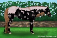 Horse Color:Void Watercolor Red Dun Splash 