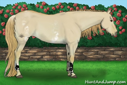 Horse Color:Watercolor White Spotted Red Dun Tobiano Rabicano