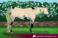 Horse Color:Watercolor Buckskin Dun Splash Tobiano 