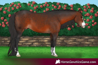 Horse Color:Brown 