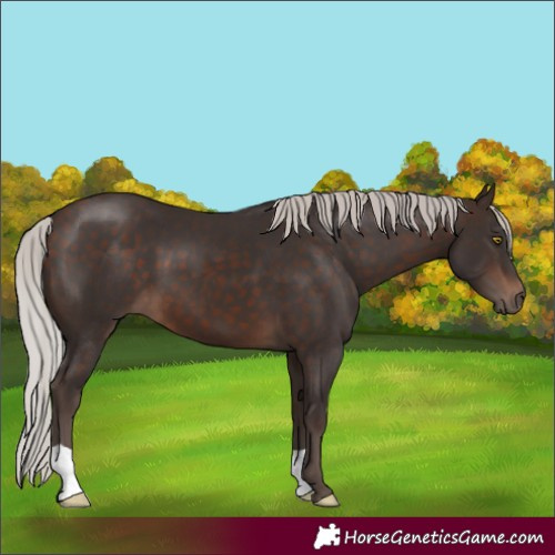 Horse Color:Silver Brown 