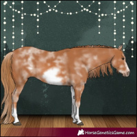 Horse Color:White Spotted Chestnut Sabino Frame 