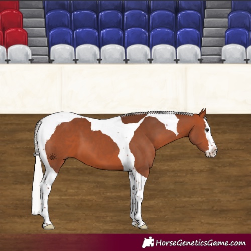 Horse Color:Silver Bay Splash Tobiano 
