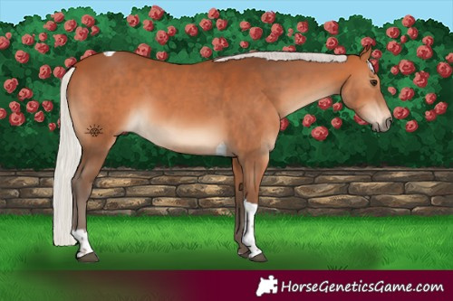 Horse Color:Silver Bay Tobiano 