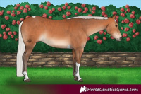 Horse Color:Silver Bay Tobiano 