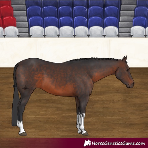 Horse Color:White Spotted Brown 
