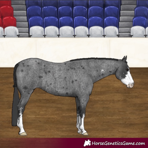 Horse Color:Blue Roan Sabino 