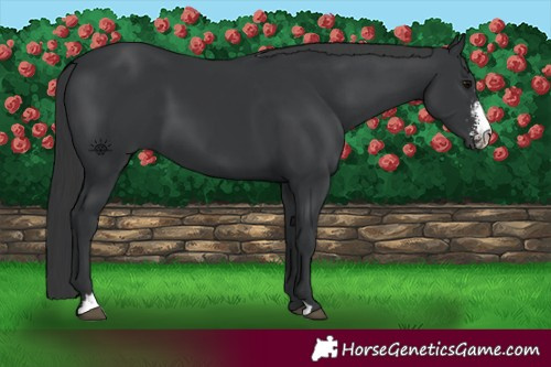 Horse Color:Black Sabino