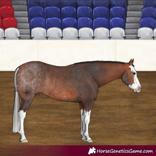 Horse Color:Bay Splash Rabicano 