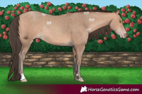 Horse Color:Amber Champagne Rabicano 