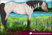 Horse Color:Bay Roan Dun 