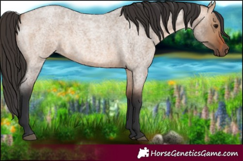 Horse Color:Bay Roan Dun 