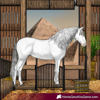 Horse Color:White Spotted Buckskin Dun Mushroom Sabino Appaloosa