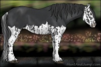 Horse Color:Black  and Black Splash 