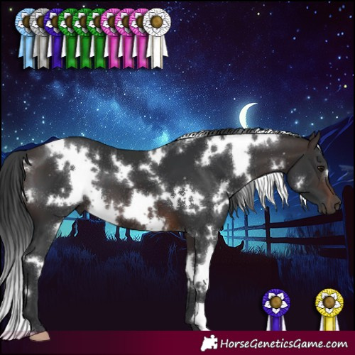 Horse Color:White Spotted Brown 