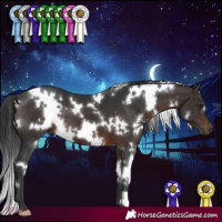 Horse Color:White Spotted Brown 