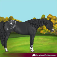 Horse Color:Black Appaloosa 