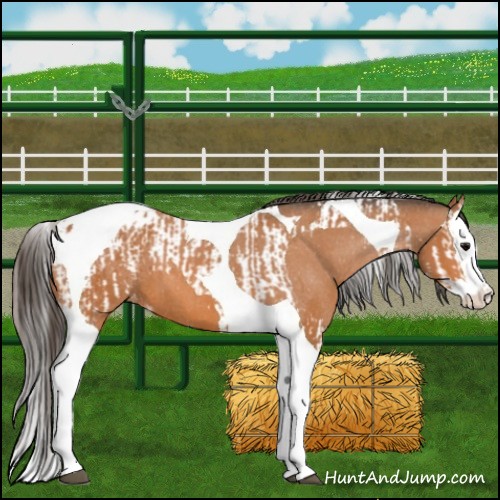 Horse Color:Bay Splash Tobiano Appaloosa and Bay Splash Tobiano Appaloosa