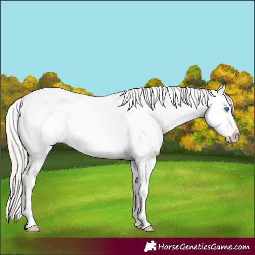 Horse Color:White Spotted Silver Bay Roan Splash 