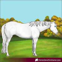 Horse Color:White Spotted Silver Bay Roan Splash 