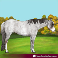 Horse Color:White Spotted Liver Red Roan 
