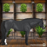 Horse Color:Blue Roan Appaloosa 