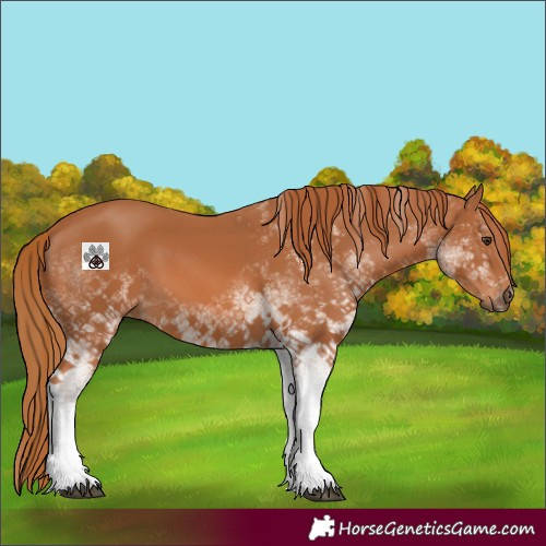 Horse Color:White Spotted Chestnut 