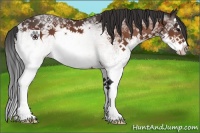 Horse Color:White Spotted Bay Splash