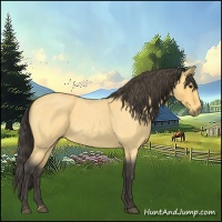 Horse Color:Buckskin Roan 