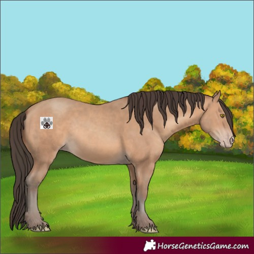 Horse Color:Amber Champagne Rabicano 