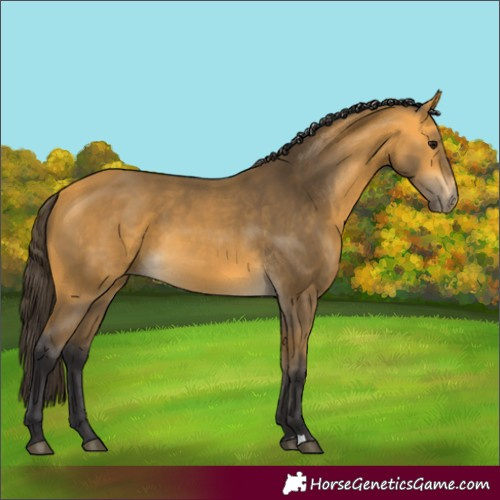 Horse Color:Buckskin 
