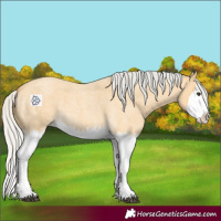 Horse Color:Silver Buckskin Roan Splash 