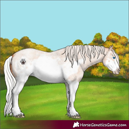 Horse Color:Silver Amber Champagne Roan Splash Frame 