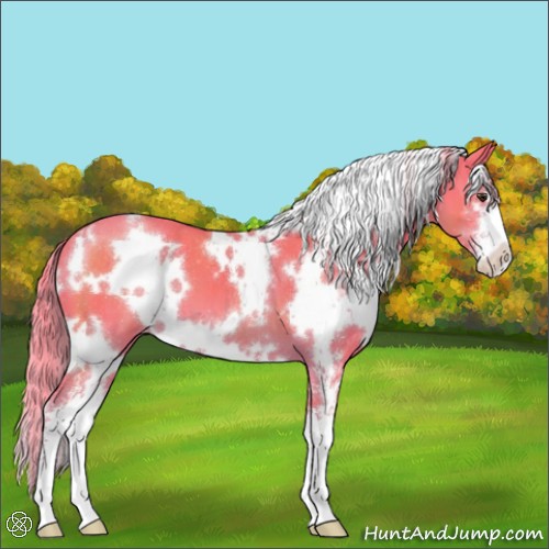 Horse Color:Watercolor White Spotted Liver Chestnut Sabino Appaloosa 